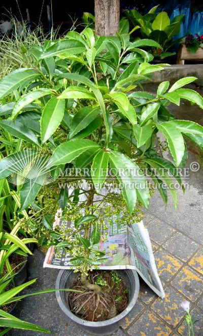 Ardisia spp